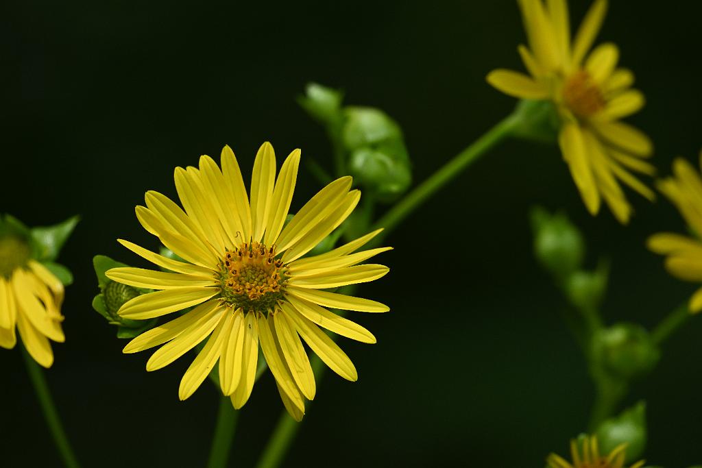 2025-08039886 Tower Hill Botanic Garden, MA.JPG - Cup Plant (Silphium perfoliatum). New England Botanic Garden at Tower Hill, MA, 8-3-2025